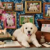Anatolian – Labrador 500 Piece Puzzle
