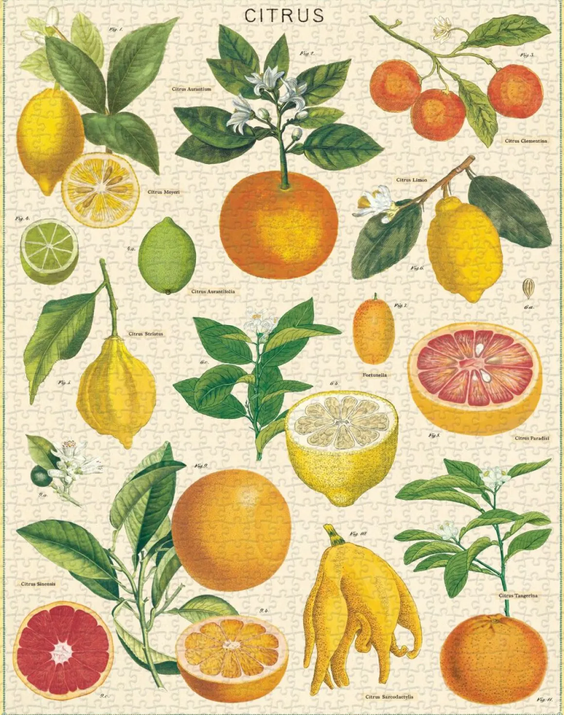 Cavallini & Co – Citrus 1000 Piece Puzzle