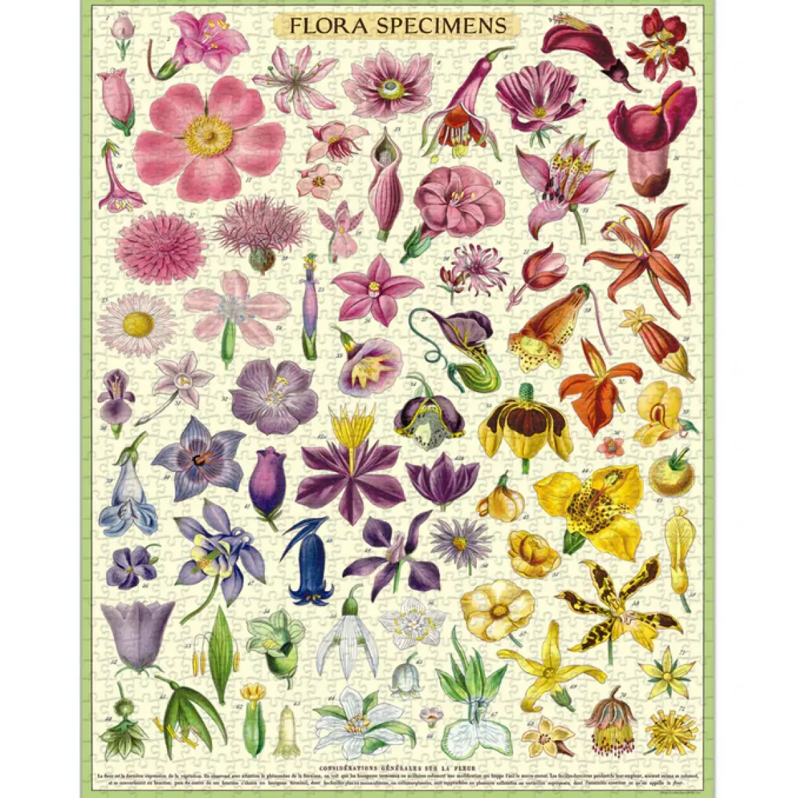 Cavallini & Co – Vintage Puzzle – Flora Specimans 1000 Piece Puzzle