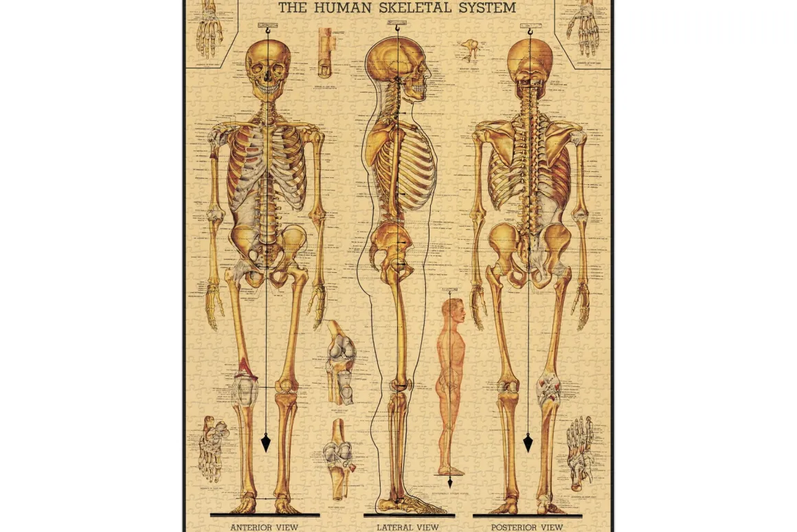 Cavallini & Co – Vintage Puzzle – Skeletal System 1000 Piece Puzzle