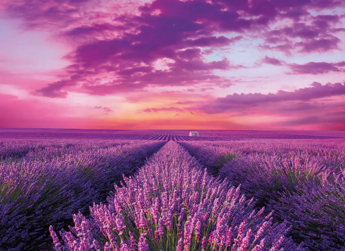 Clementoni – Lavender Field 1000 Piece Puzzle