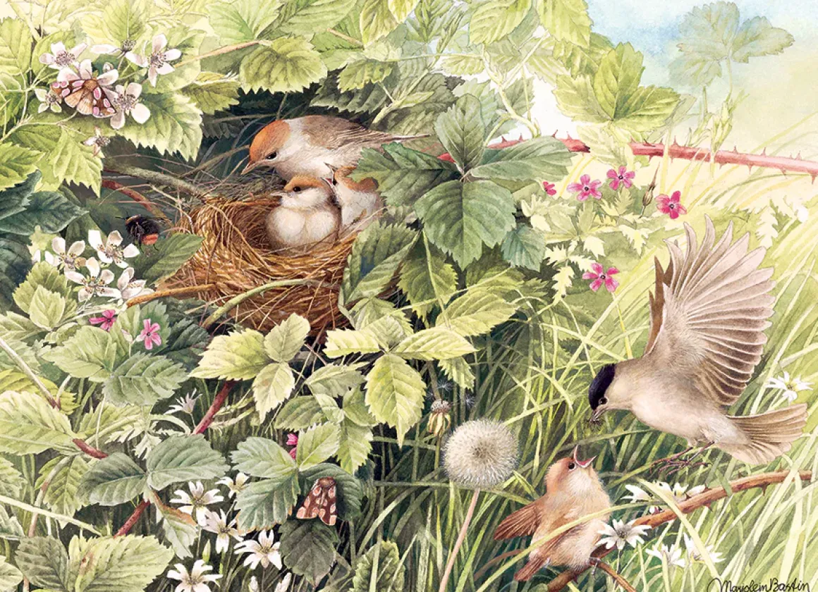 Cobble Hill – Hidden Nest 1000 Piece Puzzle