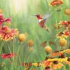 Cobble Hill – Rufous Hummingbird 500 Piece Puzzle