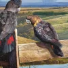Garry Fleming – Afternoon Sun Black Cockatoo 1000 Piece Puzzle