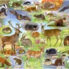 Gibsons – British Wildlife 500 Piece Puzzle