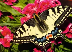 Ravensburger – Butterfly 500 Piece Puzzle