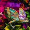 Ravensburger – Chameleon 500 Piece Puzzle