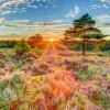 Schmidt – Sunset on the Heath 1000 Piece Puzzle