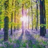 Schmidt – Tranquil Bluebell Woods 1000 Piece Puzzle